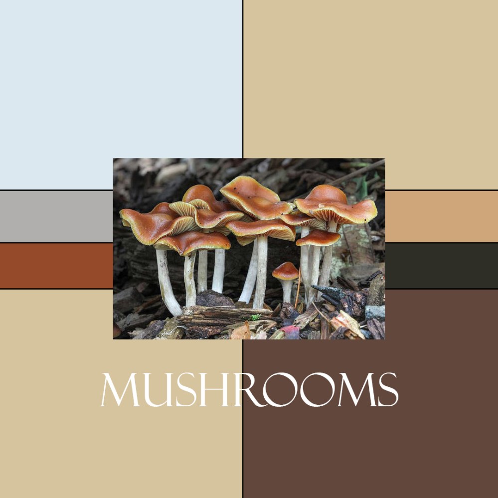 Mushrooms Colorway